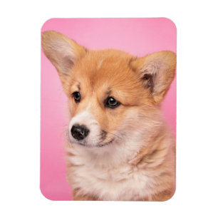 Kutest Baby Animals   Corgi Puppy op roze Magneet