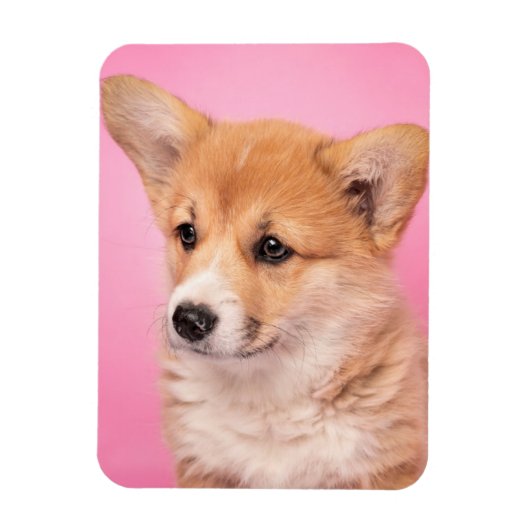 Kutest Baby Animals | Corgi Puppy op roze Magneet (Verticaal)