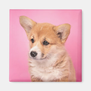Kutest Baby Animals   Corgi Puppy op roze Magneet