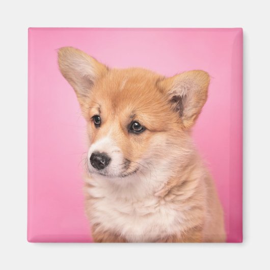 Kutest Baby Animals | Corgi Puppy op roze Magneet (Voorkant)