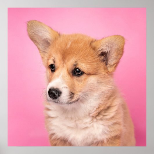 Kutest Baby Animals | Corgi Puppy op roze Poster (Voorkant)
