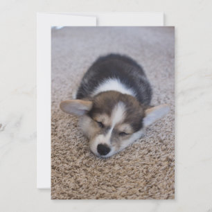Kutest Baby Animals   Corgi Puppy op Shag Rug Bedankkaart
