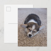 Kutest Baby Animals | Corgi Puppy op Shag Rug Briefkaart (Voorkant / Achterkant)