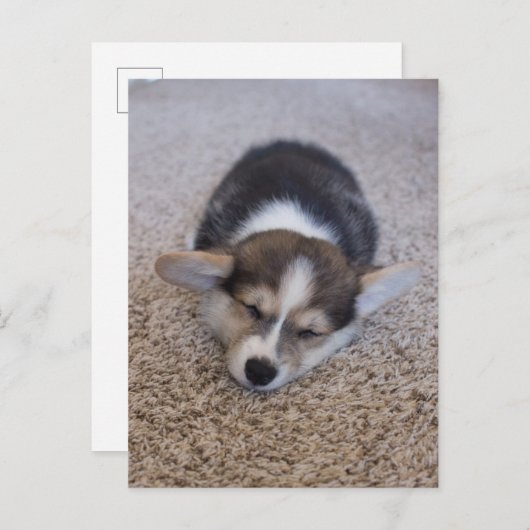 Kutest Baby Animals | Corgi Puppy op Shag Rug Briefkaart (Voorkant / Achterkant)