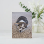 Kutest Baby Animals | Corgi Puppy op Shag Rug Briefkaart (Staand voorkant)