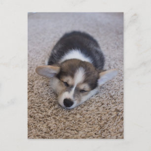 Kutest Baby Animals   Corgi Puppy op Shag Rug Briefkaart