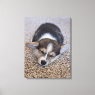Kutest Baby Animals   Corgi Puppy op Shag Rug Canvas Afdruk