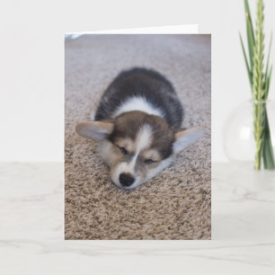 Kutest Baby Animals   Corgi Puppy op Shag Rug Kaart