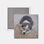 Kutest Baby Animals | Corgi Puppy op Shag Rug Magneet (Voorkant / Achterkant)