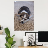 Kutest Baby Animals | Corgi Puppy op Shag Rug Poster (Thuiskantoor)