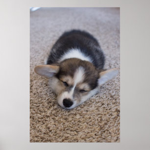 Kutest Baby Animals   Corgi Puppy op Shag Rug Poster
