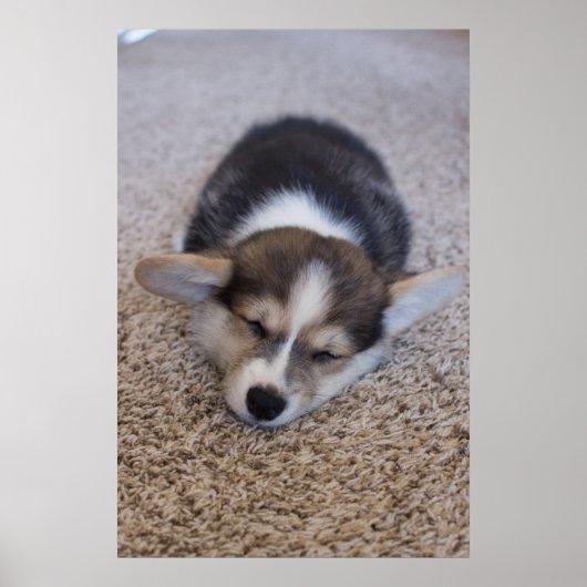 Kutest Baby Animals | Corgi Puppy op Shag Rug Poster (Voorkant)