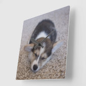 Kutest Baby Animals | Corgi Puppy op Shag Rug Vierkante Klok (Hoek)
