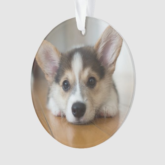 Kutest Baby Animals | Corgi Puppy Ornament (voorkant)