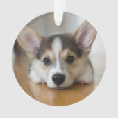 Kutest Baby Animals | Corgi Puppy Ornament (voorkant)