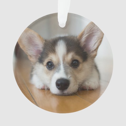 Kutest Baby Animals | Corgi Puppy Ornament (voorkant)