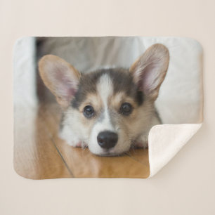 Kutest Baby Animals   Corgi Puppy Sherpa Deken