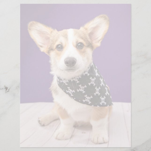 Kutest Baby Animals | Corgi Puppy Skull Bandana (Voorkant)