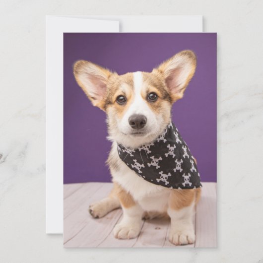 Kutest Baby Animals | Corgi Puppy Skull Bandana Bedankkaart (Voorkant)