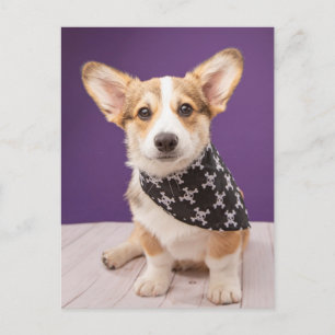 Kutest Baby Animals   Corgi Puppy Skull Bandana Briefkaart