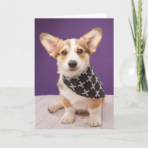 Kutest Baby Animals   Corgi Puppy Skull Bandana Kaart