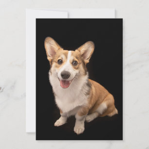 Kutest Baby Animals   Corgi Puppy Smile Bedankkaart