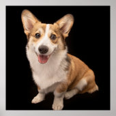 Kutest Baby Animals | Corgi Puppy Smile Poster (Voorkant)