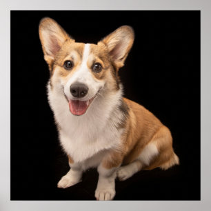Kutest Baby Animals Corgi Puppy Smile Poster