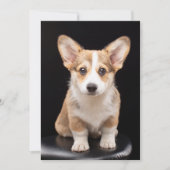 Kutest Baby Animals | Corgi Puppy Standing Tall Bedankkaart (Voorkant)