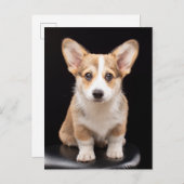 Kutest Baby Animals | Corgi Puppy Standing Tall Briefkaart (Voorkant / Achterkant)