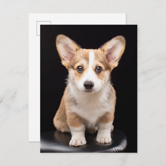Kutest Baby Animals | Corgi Puppy Standing Tall Briefkaart (Voorkant / Achterkant)
