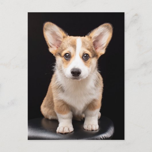 Kutest Baby Animals | Corgi Puppy Standing Tall Briefkaart (Voorkant)