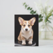 Kutest Baby Animals | Corgi Puppy Standing Tall Briefkaart (Staand voorkant)