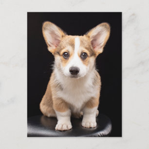 Kutest Baby Animals   Corgi Puppy Standing Tall Briefkaart