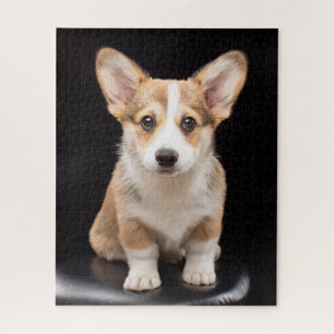 Kutest Baby Animals   Corgi Puppy Standing Tall Legpuzzel