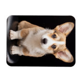 Kutest Baby Animals | Corgi Puppy Standing Tall Magneet (Horizontaal)
