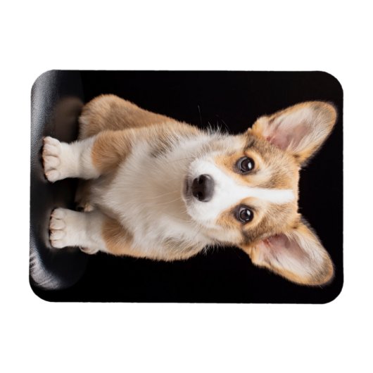 Kutest Baby Animals | Corgi Puppy Standing Tall Magneet (Horizontaal)