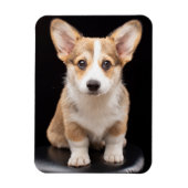 Kutest Baby Animals | Corgi Puppy Standing Tall Magneet (Verticaal)