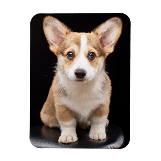 Kutest Baby Animals | Corgi Puppy Standing Tall Magneet (Verticaal)
