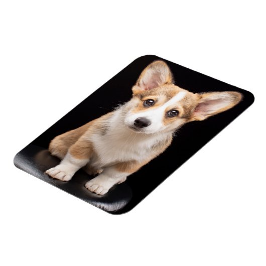 Kutest Baby Animals | Corgi Puppy Standing Tall Magneet (Linkerzijde)