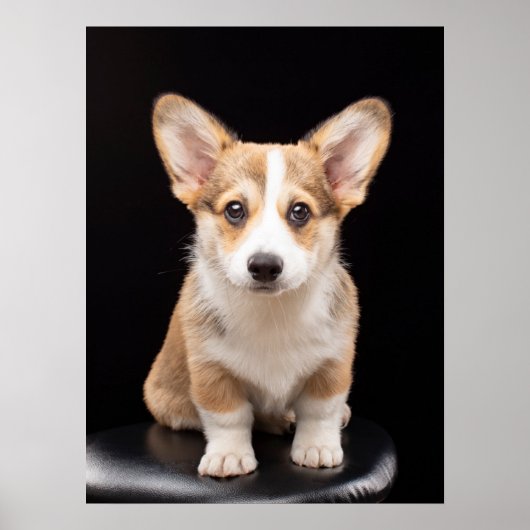 Kutest Baby Animals | Corgi Puppy Standing Tall Poster (Voorkant)