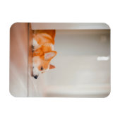 Kutest Baby Animals | Corgi Slaping Magneet (Horizontaal)