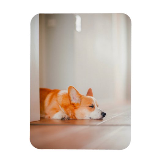 Kutest Baby Animals | Corgi Slaping Magneet (Verticaal)