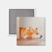 Kutest Baby Animals | Corgi Slaping Magneet (Voorkant / Achterkant)