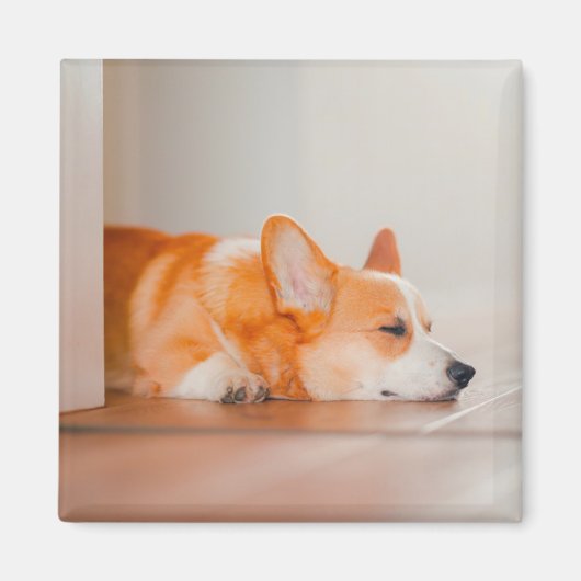Kutest Baby Animals | Corgi Slaping Magneet (Voorkant)