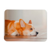 Kutest Baby Animals | Corgi Slaping Magneet (Horizontaal)