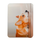 Kutest Baby Animals | Corgi Slaping Magneet (Verticaal)
