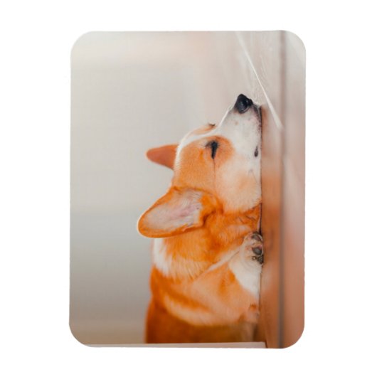 Kutest Baby Animals | Corgi Slaping Magneet (Verticaal)