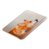 Kutest Baby Animals | Corgi Slaping Magneet (Linkerzijde)