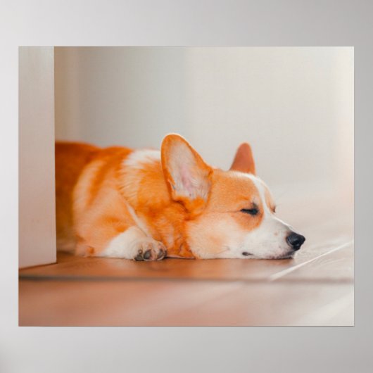 Kutest Baby Animals | Corgi Slaping Poster (Voorkant)